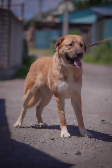 Метис алабая в добрі руки