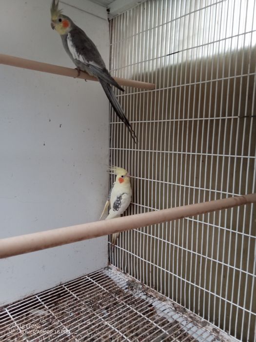 Vendo Caturras a partir de 20€