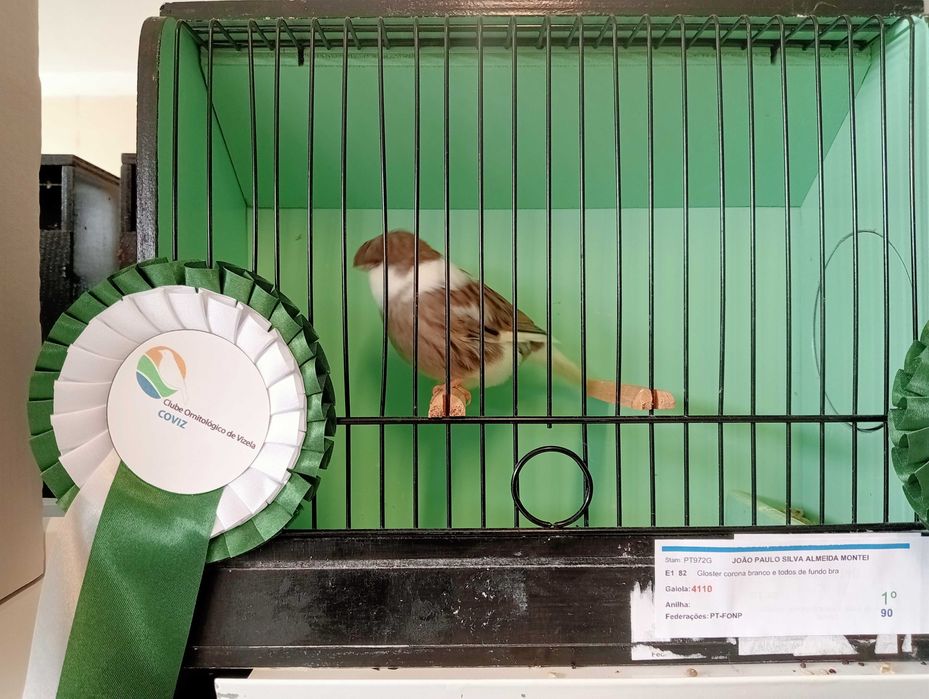 Canários Glosters para ceder