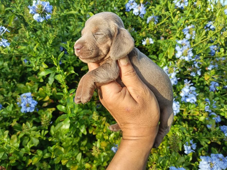 Macho mini Isabella