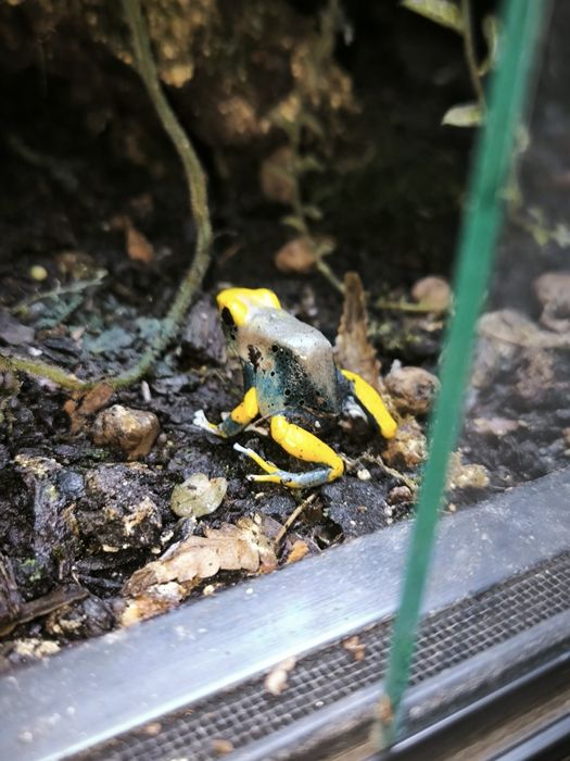 Dendrobates tinctorius Tumucumaque samica dorosła żabka drzewołazy