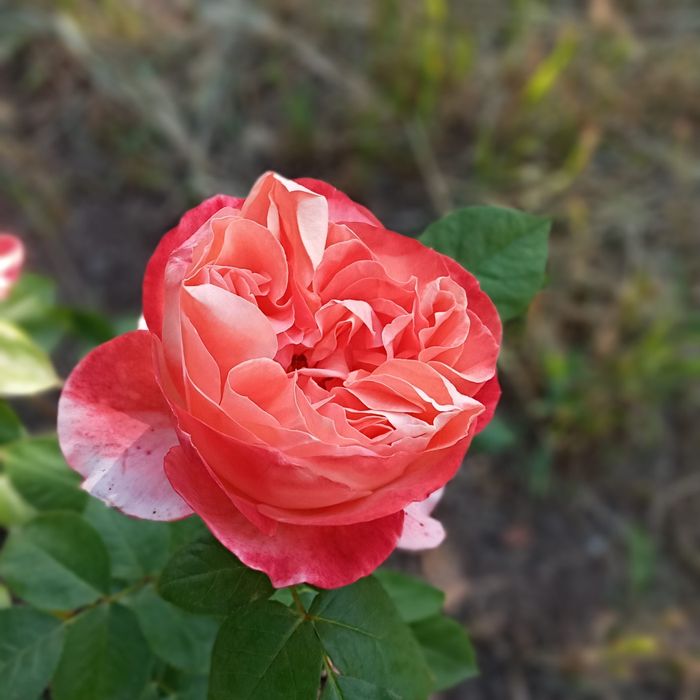 Роза сорт Вувузела