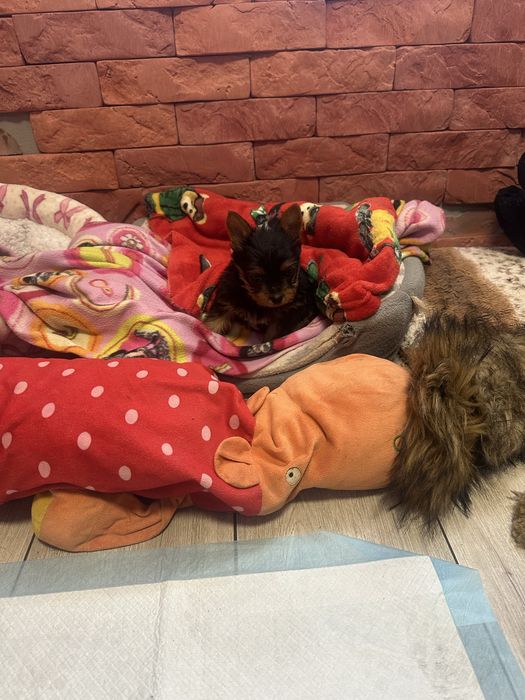 York shireterrier piesek
