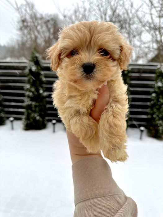 Мальтипу міні дівчинка карамель