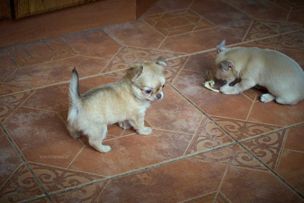 Чихуахуа милі карапузики