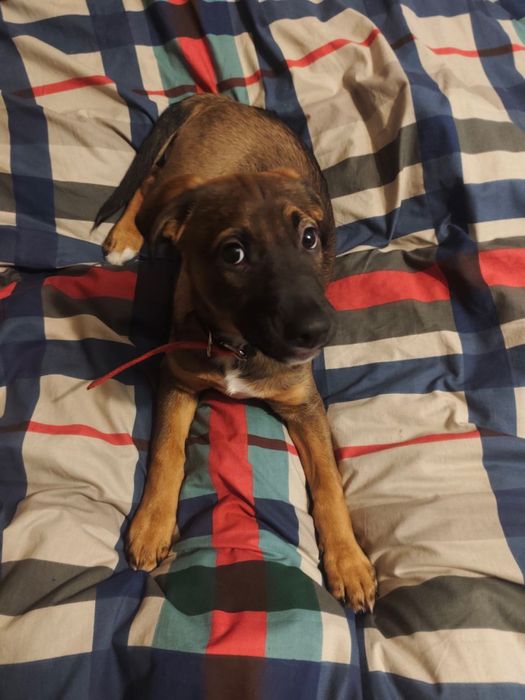 Шукає родину песик