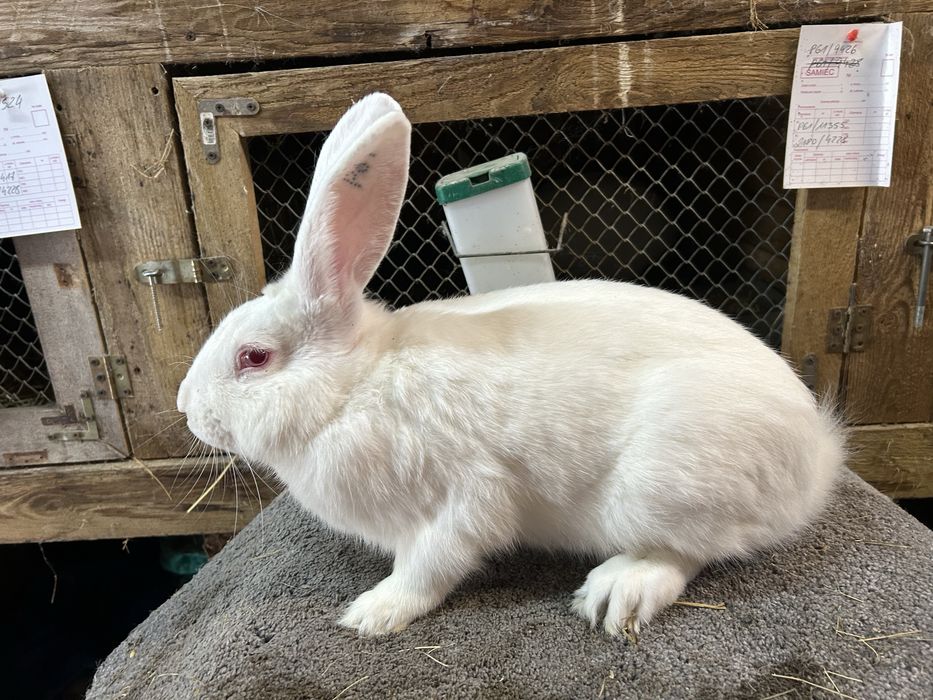Królik Termondzki Biały dorosłe samice
