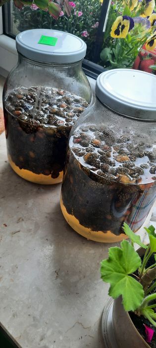 Syrop z Szyszek Sosnowych 200ml zbiór 2025r. Syrop z sosny przetwory d