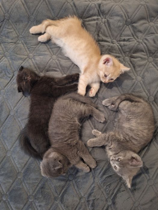 Кошенята,  2місяці.