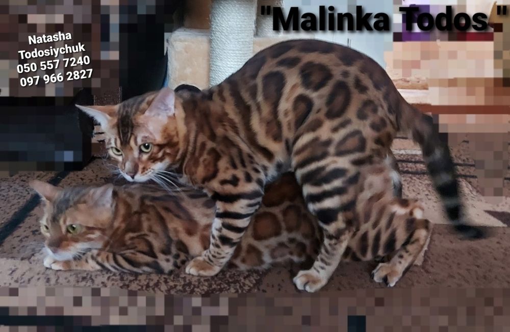 Кошенята бенгала яскраві