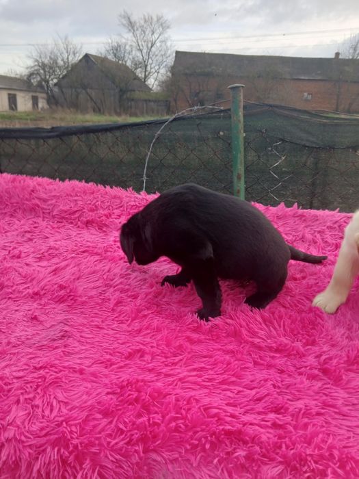 Sprzedam szczeniaka labradora