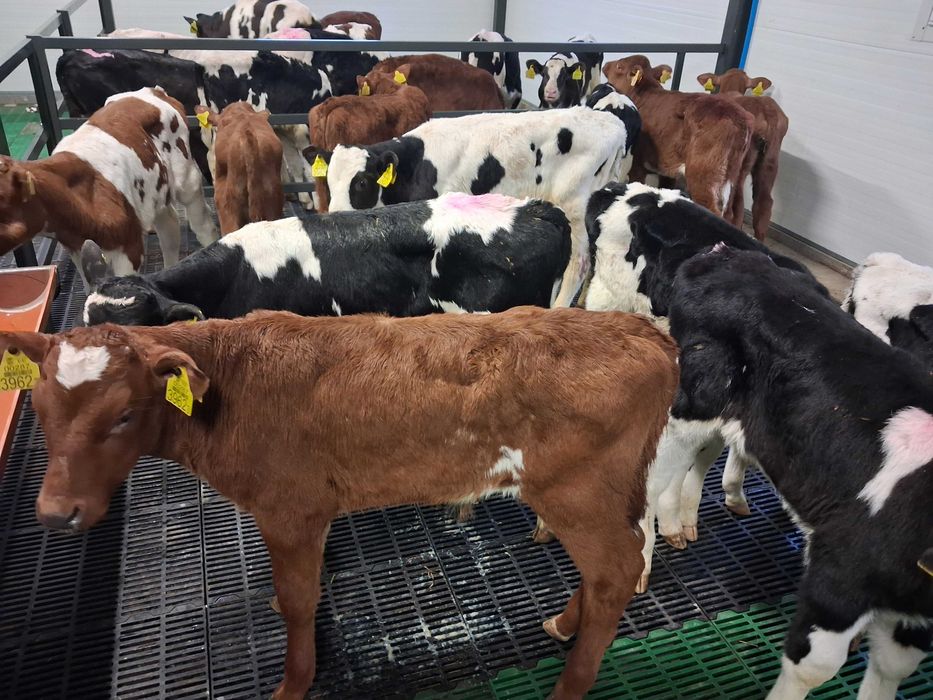 byczki  cielęta na mleko hf mm lm