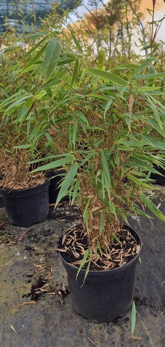 Bambus Rufa (Fargesia rufa)