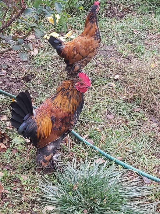 Петушки и курочки декоративной породы бентамки.