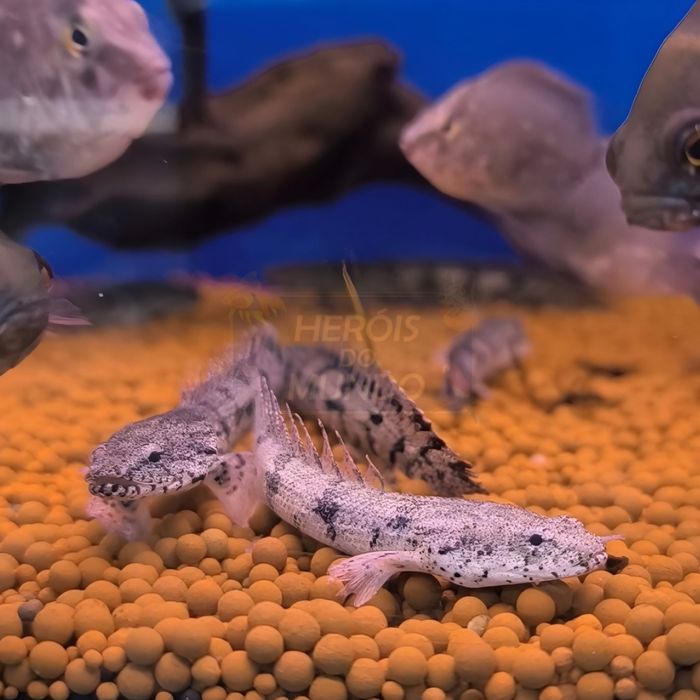 Polypterus Endlicheri