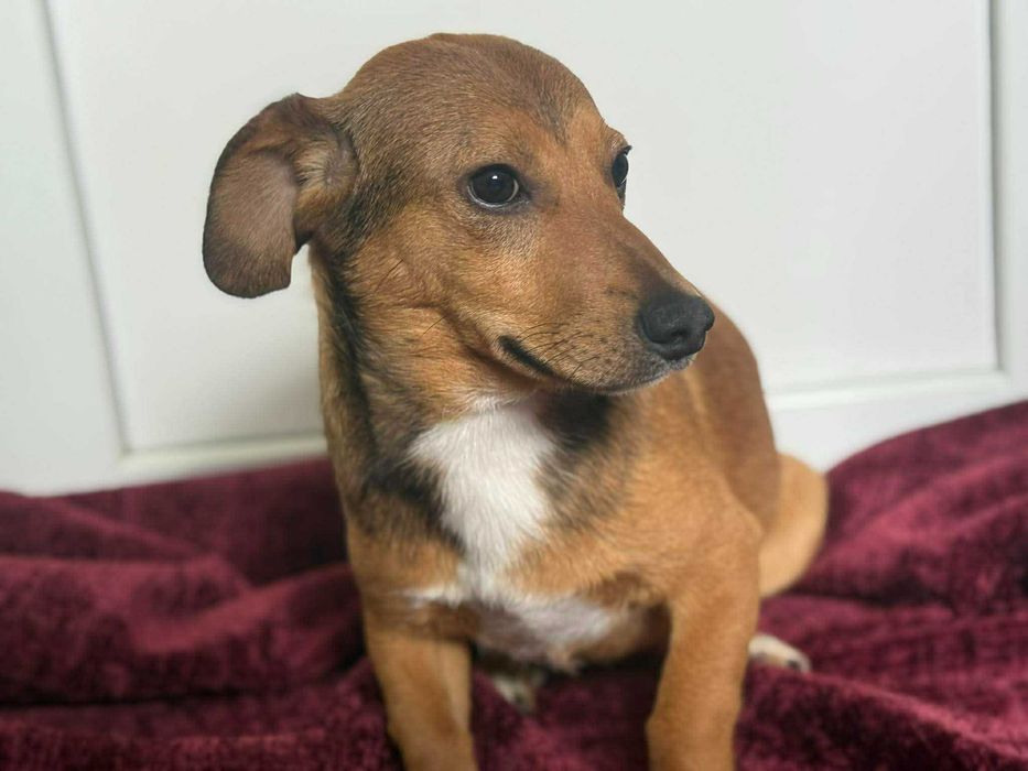 Bąbel kilkumiesięczny psiak do adopcji