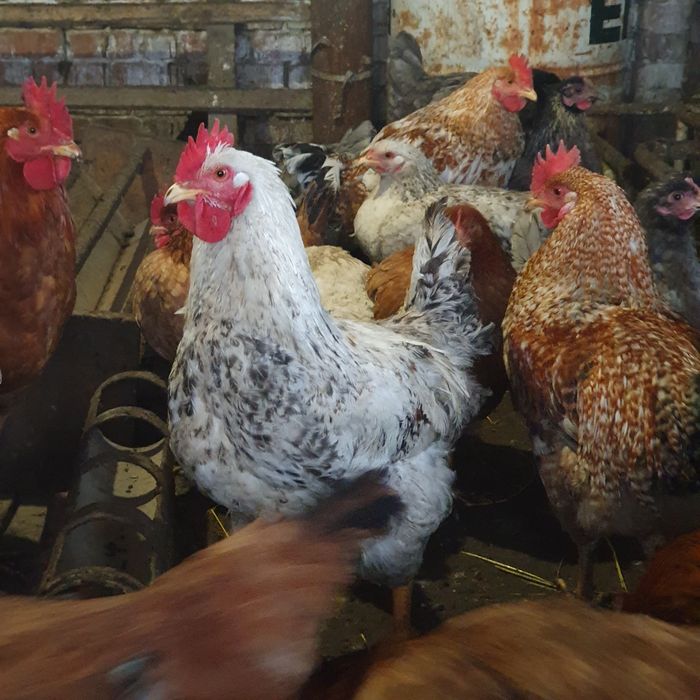 Продам 11 месячных петухов