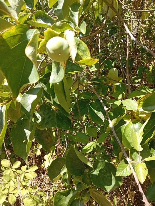 À venda de terreno em rua cabeço de antonio afonso-Ladoeiro