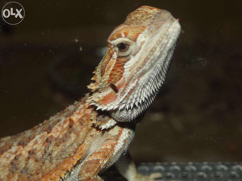 Agama brodata młode 2,5 miesiąca, Agamy brodate
