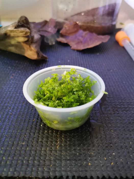 Lemna Minor / Lentilha de agua - Planta de superficie