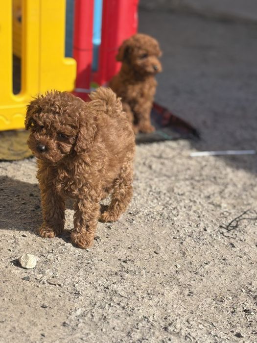 Малюк той пудель Ред браун