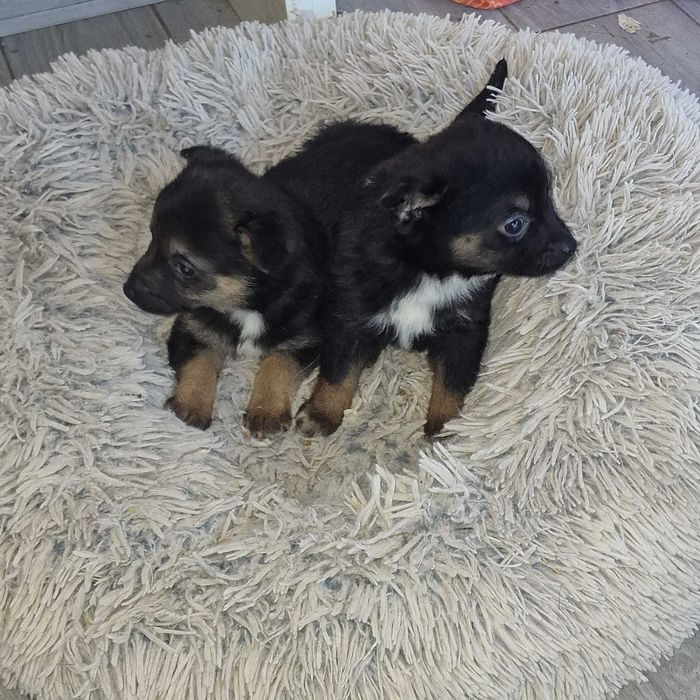 Szczeniaki do adopcji