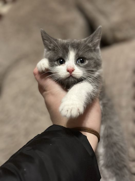 Віддам кошенят, в хороші руки!