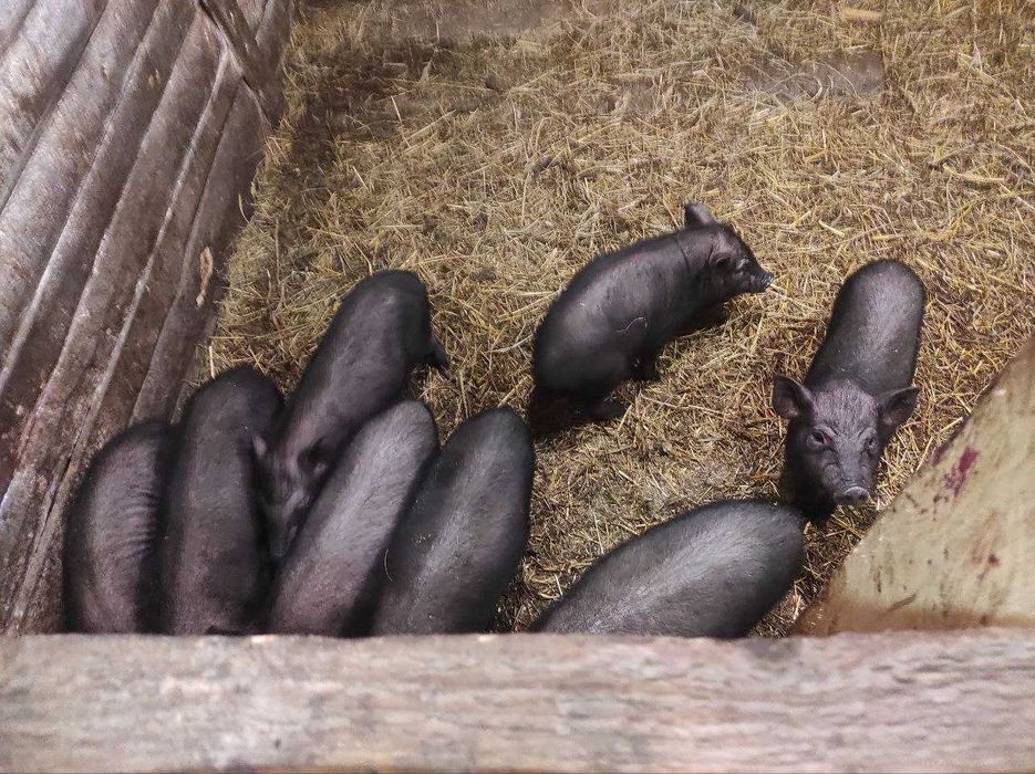 Продаются поросята вьєтнамської породи.