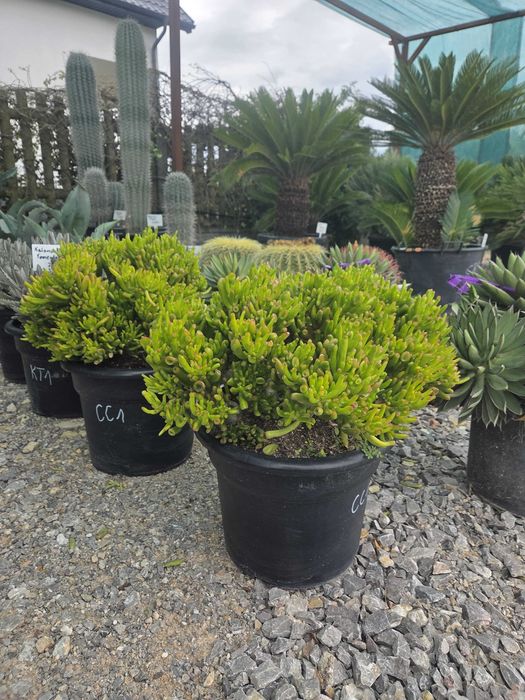 Sukulenty kolekcjonerskie | Echeveria, Crassula, Aeonium, Cotyledon | Egzotyczne rośliny