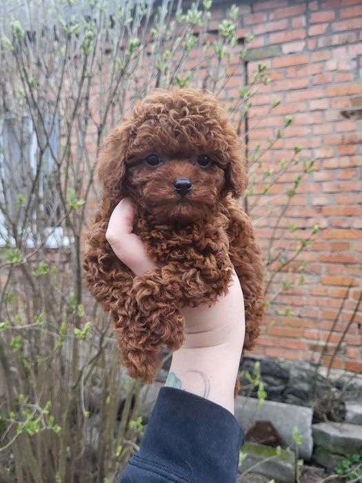 Той пудель toy poodle червоний red