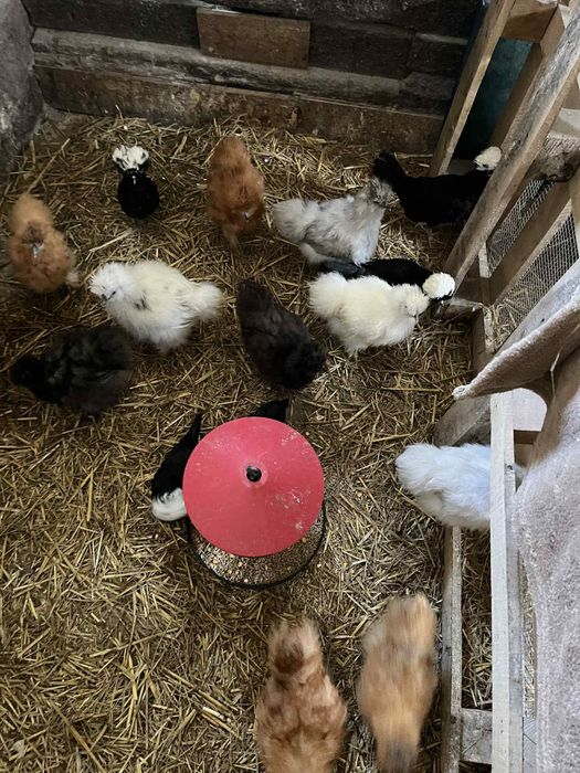 Kury Silki Bialoczuby