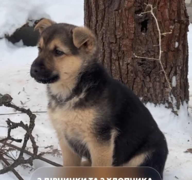 Цуценя дівчинка шукає родину!!!