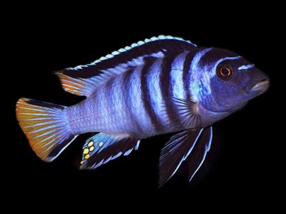 Псевдотрофеус мпанга.