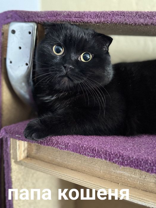 Продаєтся британець,Чорний:хлопчик.