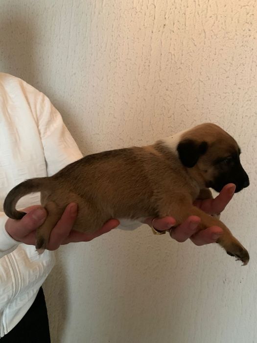 Bebes pittbull com lavrador