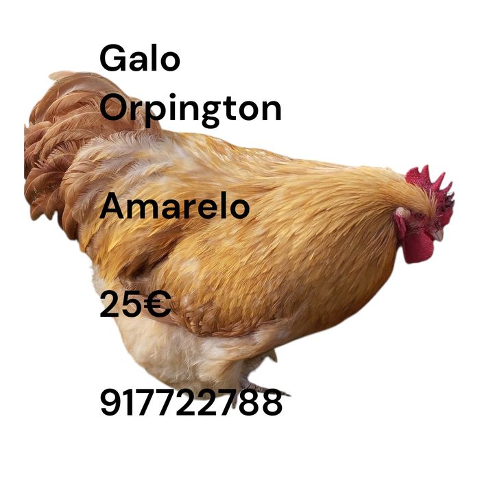 Orpington Ovos Férteis