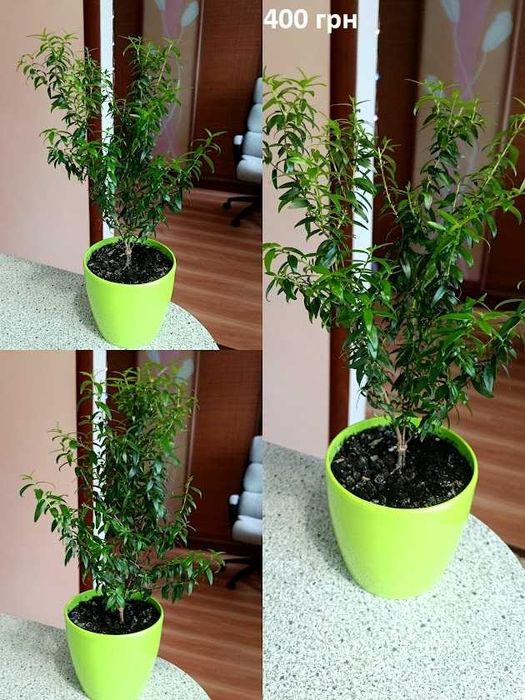 мирт — домашнє деревце