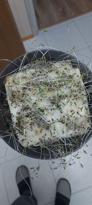 Facelia Anabela Stala wysyłam kurierem