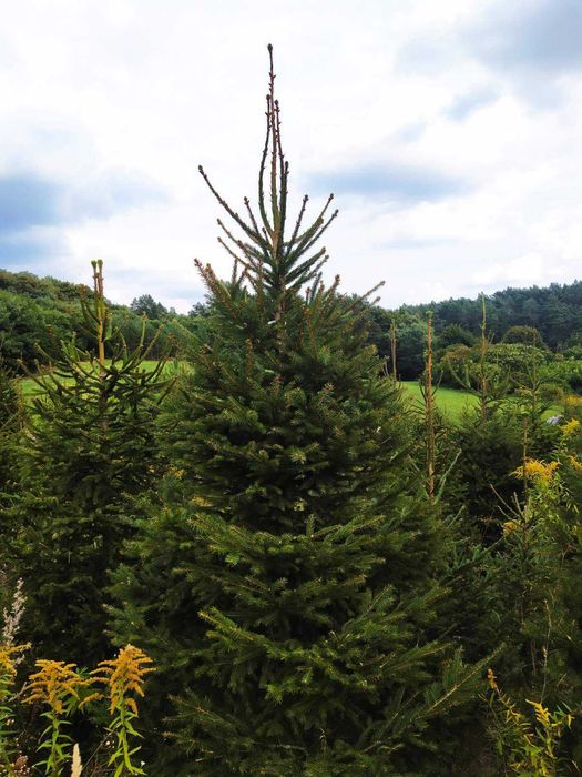 Ялинка,сосна,кримка жива з корінням .Ель елка.