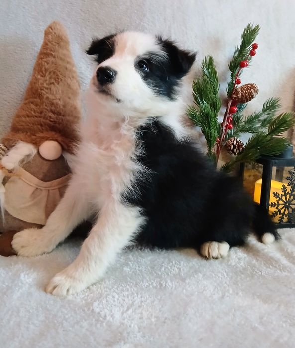 Border collie suczka z rodowodem
