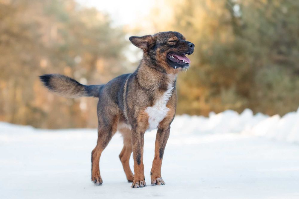 BENIO - mały wesoły psiak poleca się do pokochania