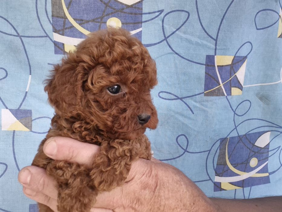 Пуделяшки дівчатка