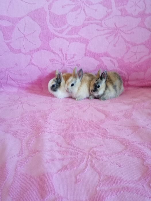 Królik miniaturka króliki karzełki
