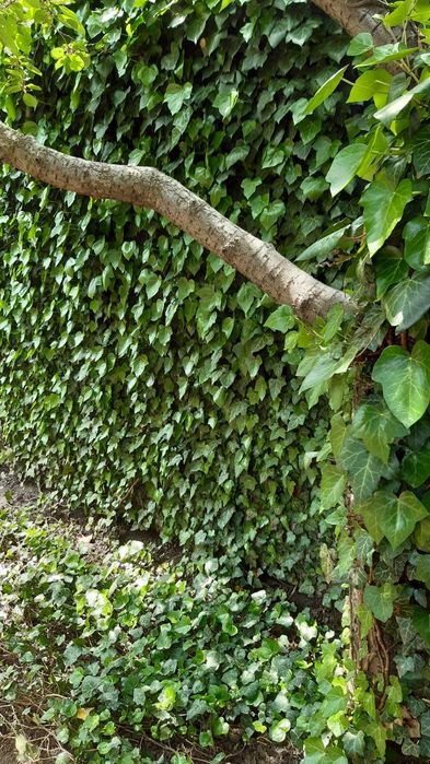 Плющ уличный Хедера вечнозелённый