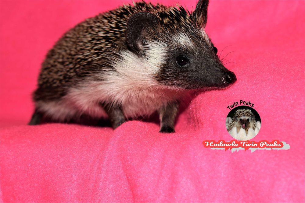 Jeż pigmejski z RODOWODEM, jeżyk, jeże. Jeż afrykański. Hodowla