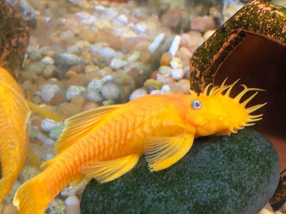 Glonojad - Zbrojnik - L144 - Ancistrus sp. - dowóz, wysyłka