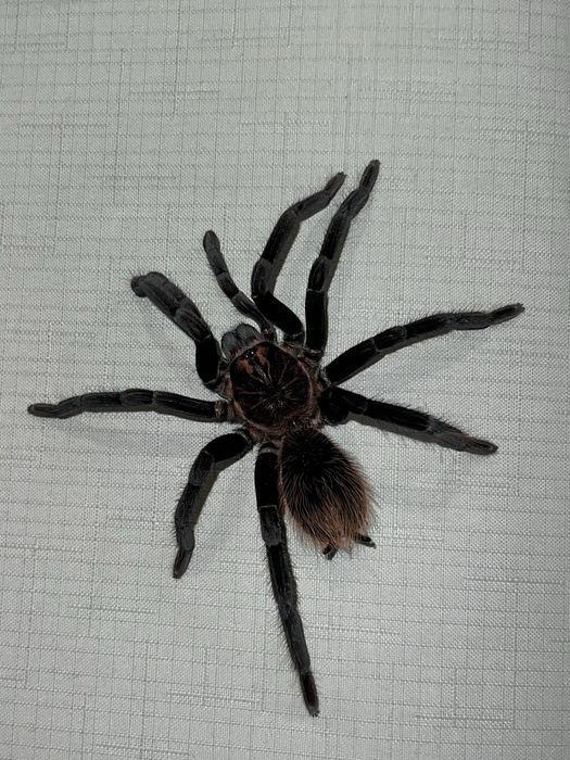 Xenesthis immanis samiec 5dc