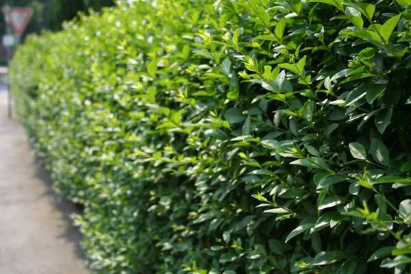 Ligustr pospolity sadzonki na żywopłot