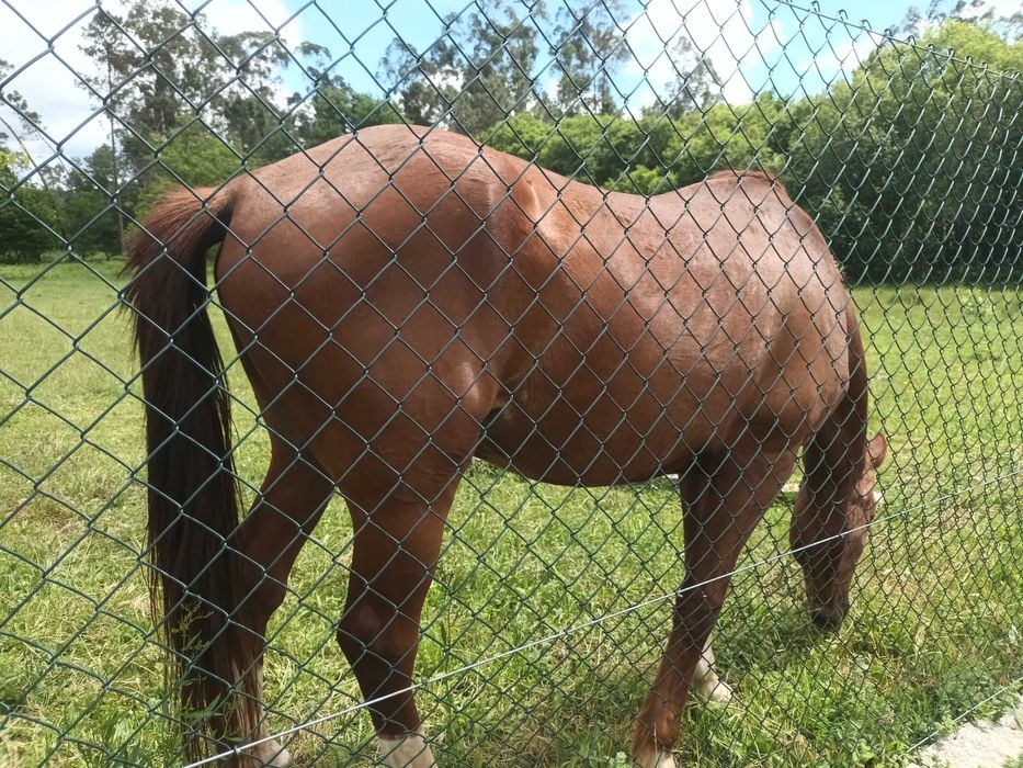 Cavalo luso.arabe bonito meigo