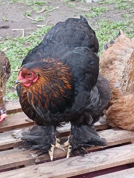 Galinhas  e pintinhos